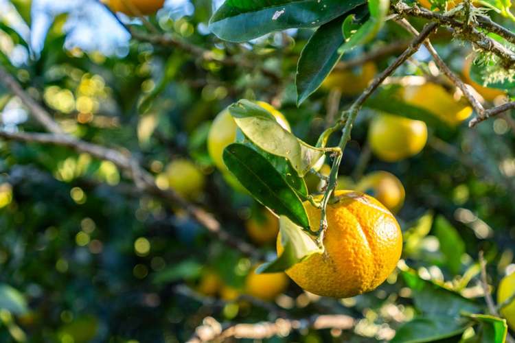 497a Tara Road Mangawhai_20