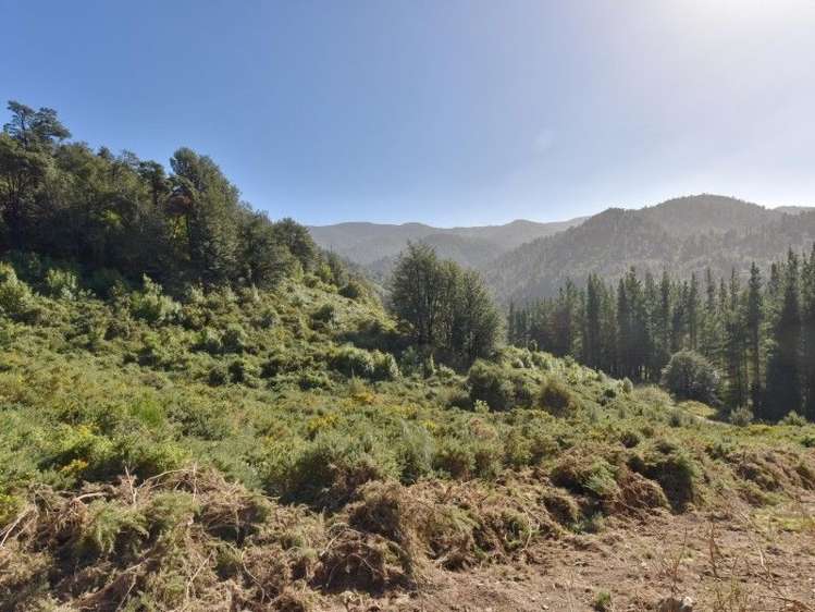 446 Glentui Bush Road Glentui_31