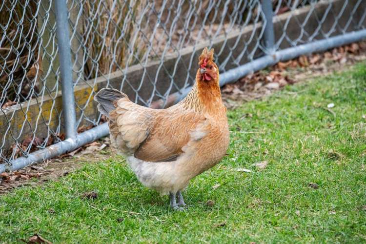 45 Armack Drive Rolleston_36