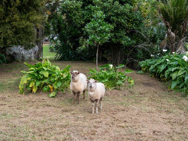 2A Lemon Grove Kerikeri_23