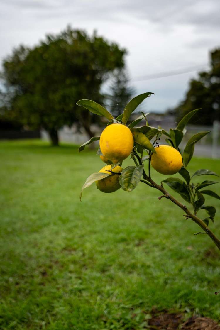 48 Swan Road Te Kauwhata_14