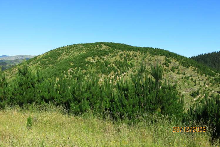 3525 Masterton Castlepoint Road Mangapakeha_10