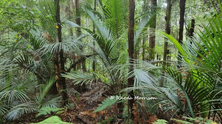 726 Paparoa Station Road Maungaturoto_86