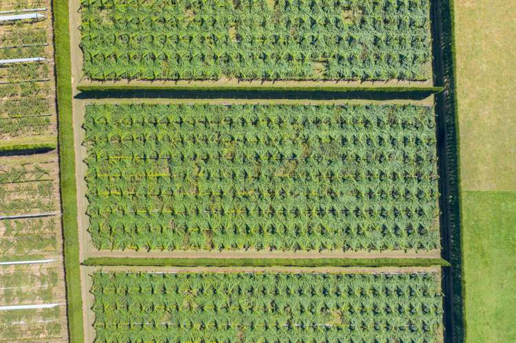 121a Macdonald Road Te Teko_23