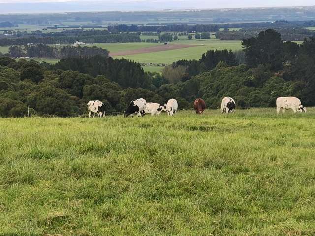 137 Kahikatea Drive Winton_2