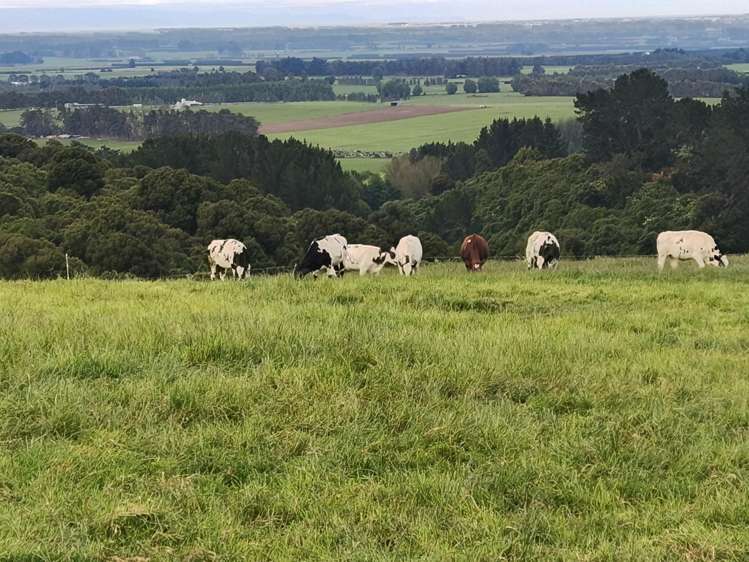 137 Kahikatea Drive_2