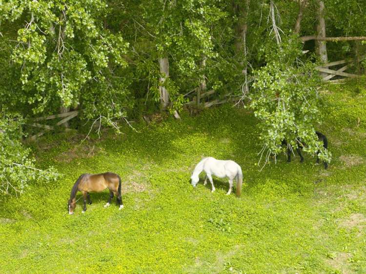 482 State Highway 16 Kumeu_37