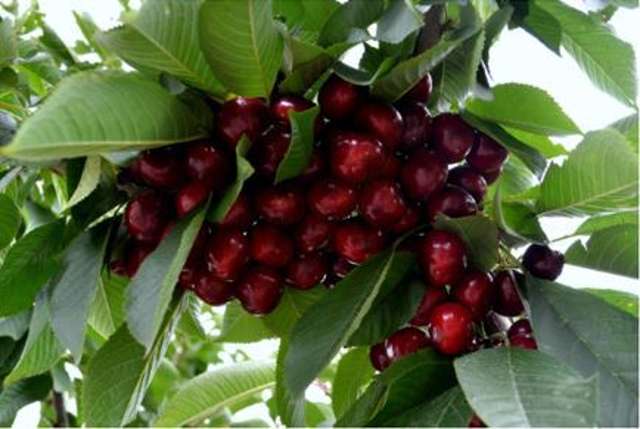 13 Blackman Road Earnscleugh_2