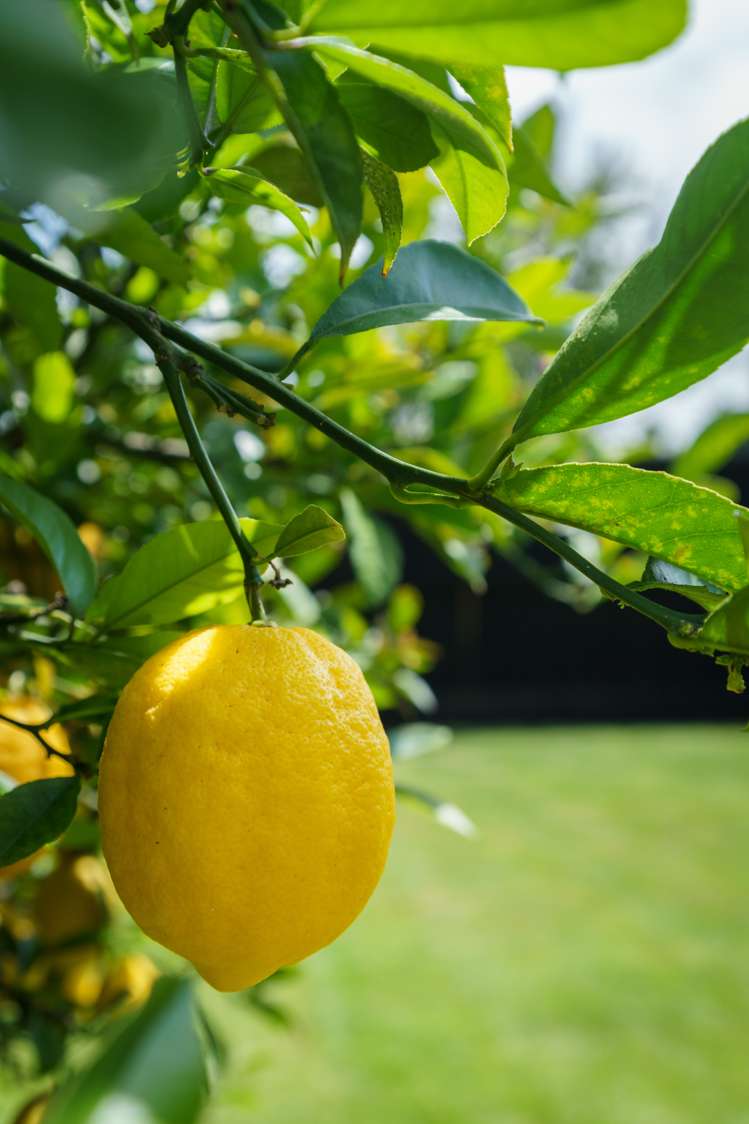 12 Roblyn Place Lincoln_36