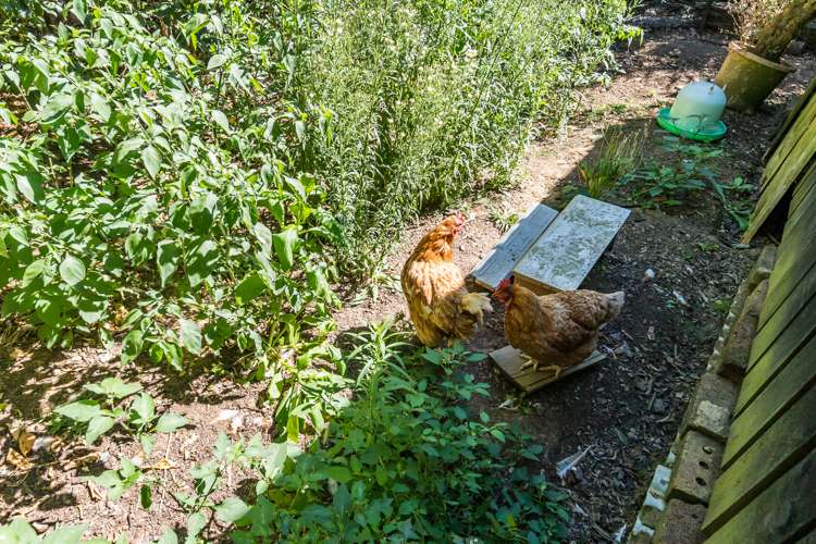 109 Ahuroa Valley Road Makarau_20