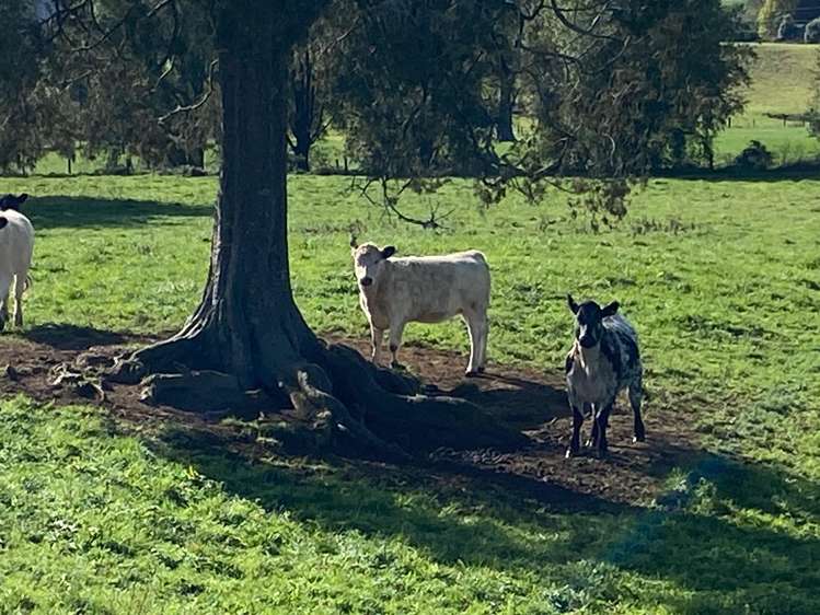 305 Waitetuna Valley Road Raglan_17