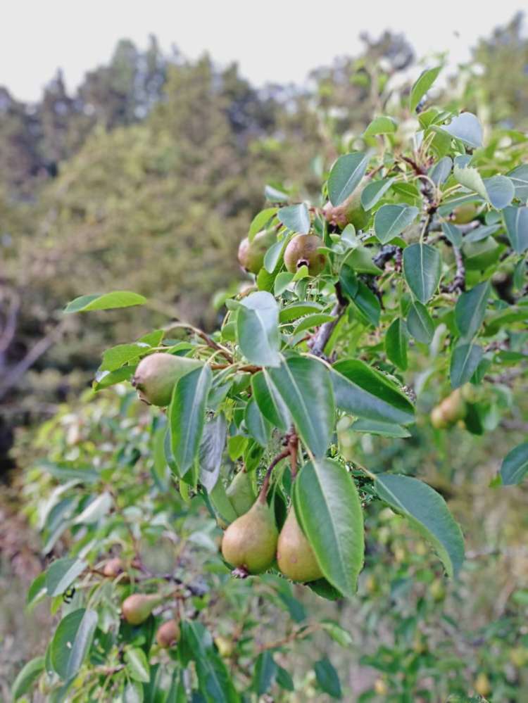 102 Waitetuna Valley Road Raglan_6