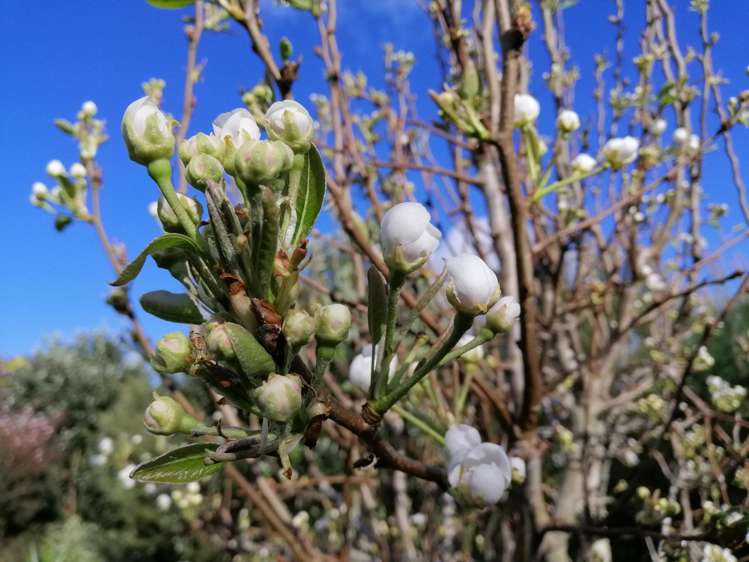 20A Valley View Lane Hakaru_44