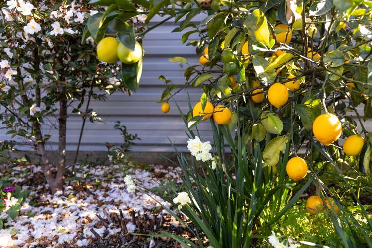 12 River Terrace Renwick_14