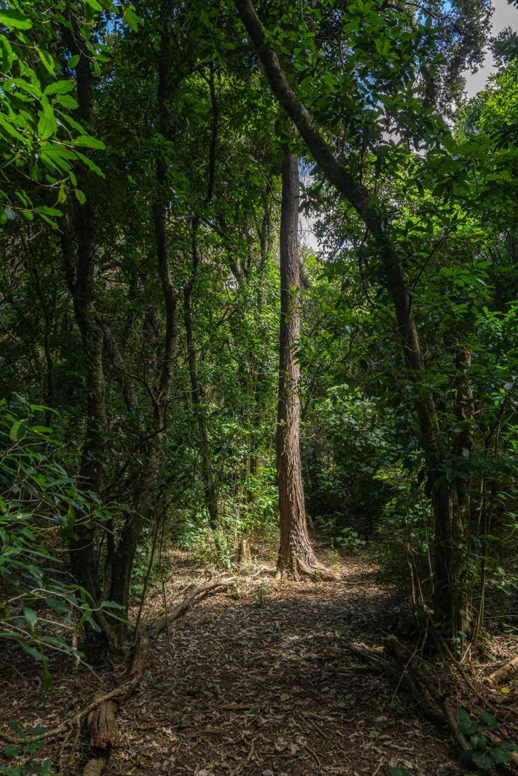 342 Le Bons Bay Road Le Bons Bay_40