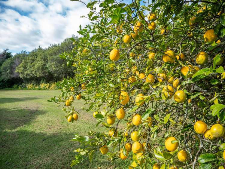 3 Limelight Lane Kerikeri_25