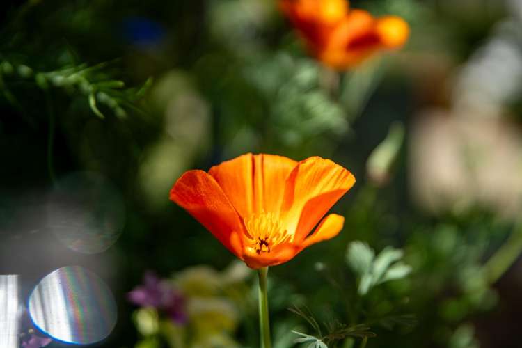 13 West Road Northland_19