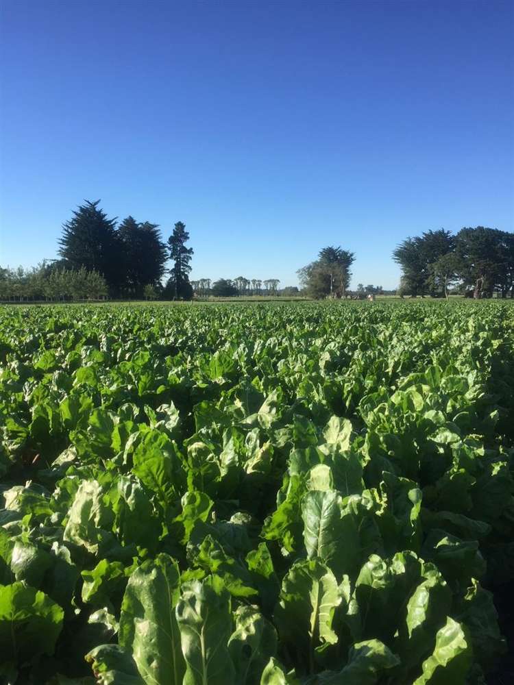 941 German Road Oxford_7