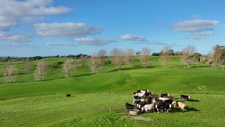 819 Waikokowai Road Ruawaro_24