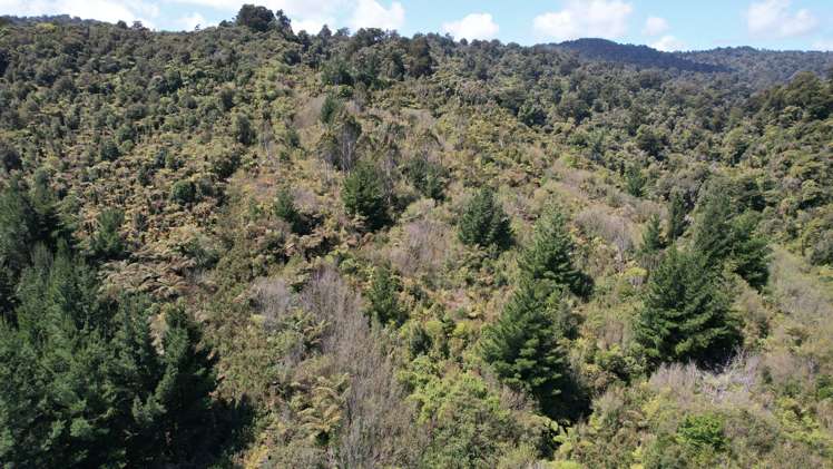 Town Belt East Greymouth_9