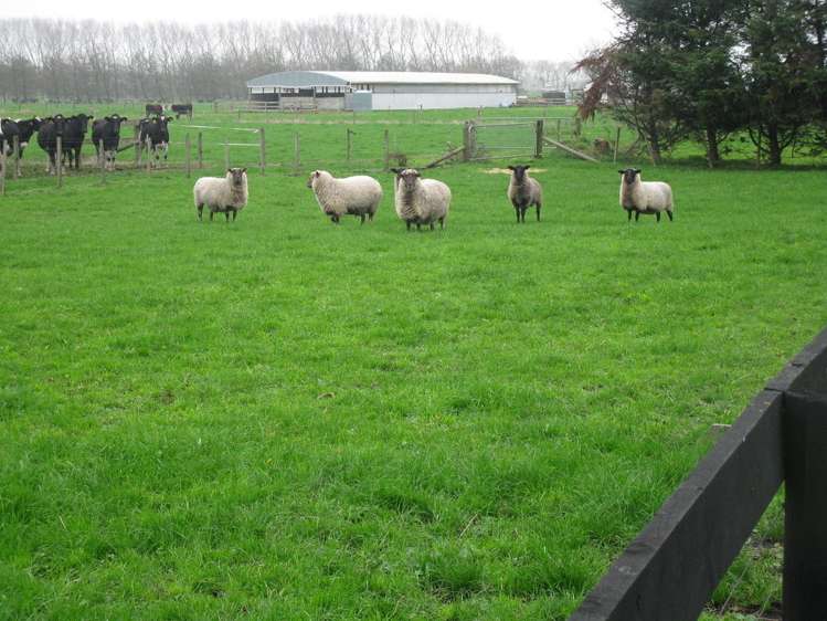 300 Shewan Road Gordonton_7