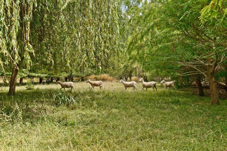 124 Bawden Road Dairy Flat_15