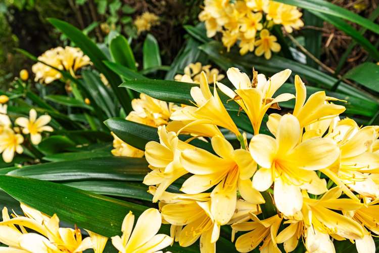 Lot 1,118B Wairau Road Oakura_15