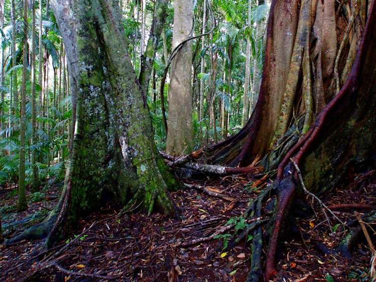 28a Geissmann Street Tamborine Mountain_19