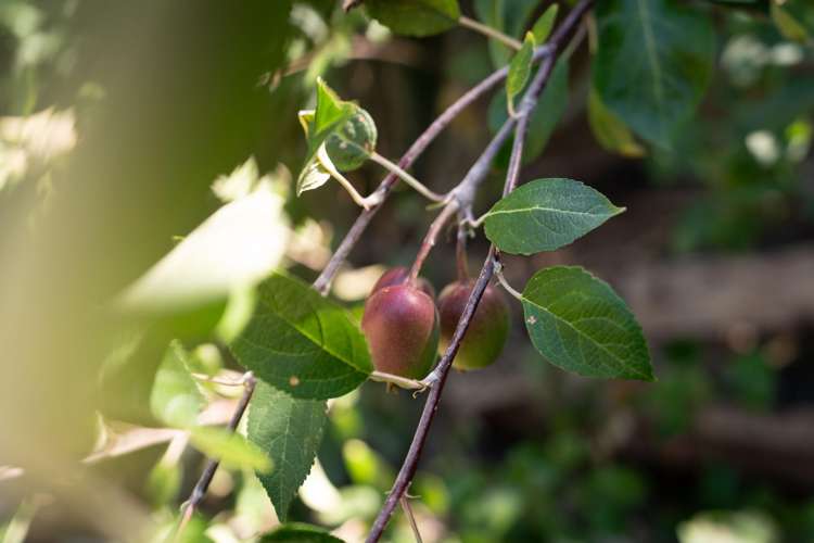 166 Owen Street Newtown_21