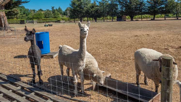 212 Larcombs Road Rolleston_44