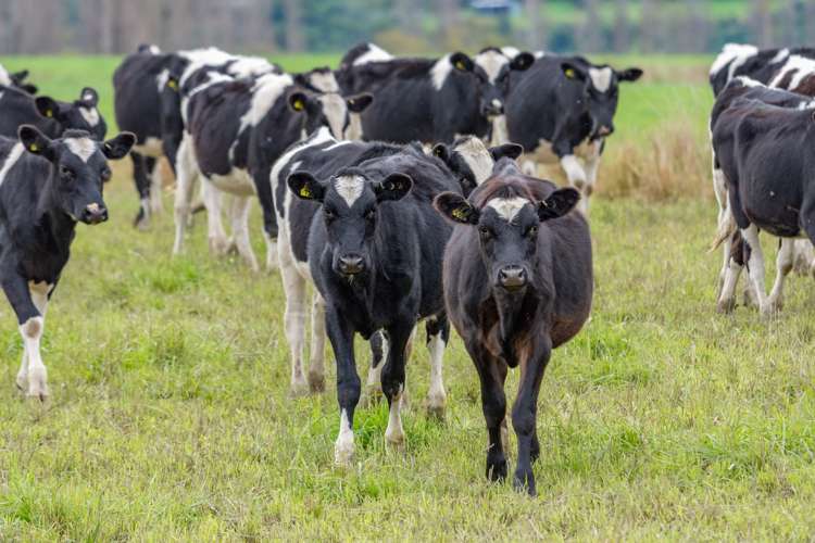 130 Glentui Bennetts Road Oxford_18