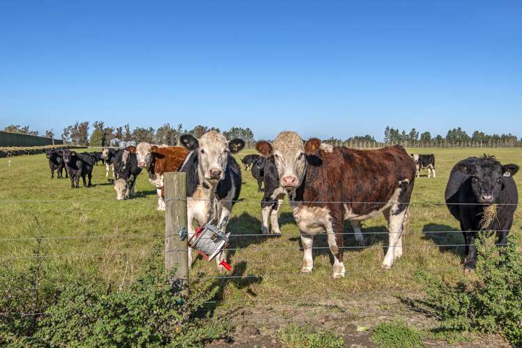 562 Thompsons Track Rakaia_19