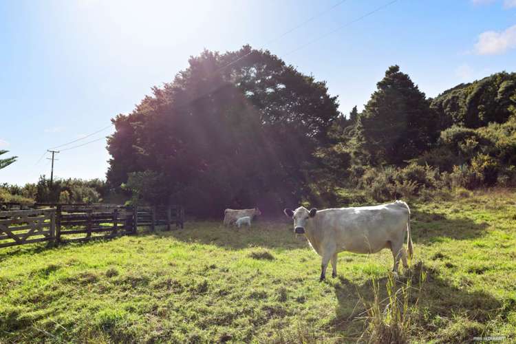 632 Sawyer Road Mangonui_23