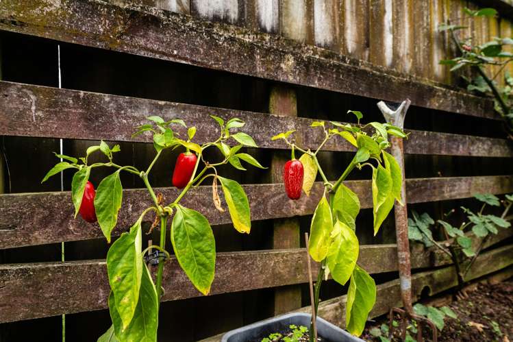 5/186 Queen Street Pukekohe_14