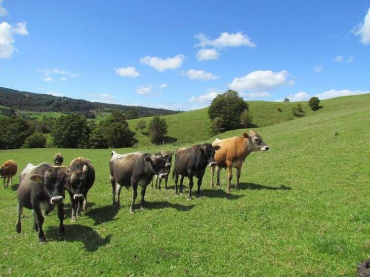 1871 State Highway 14 Mangapai and Surrounds_14