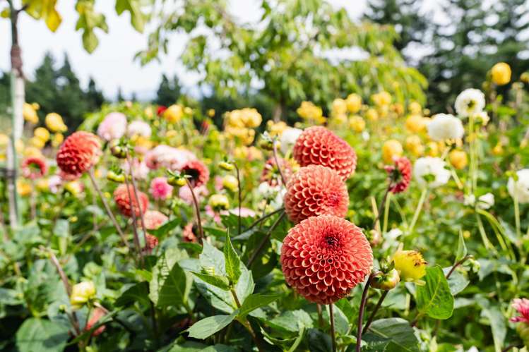 108 Mornington Road Kenmure_18