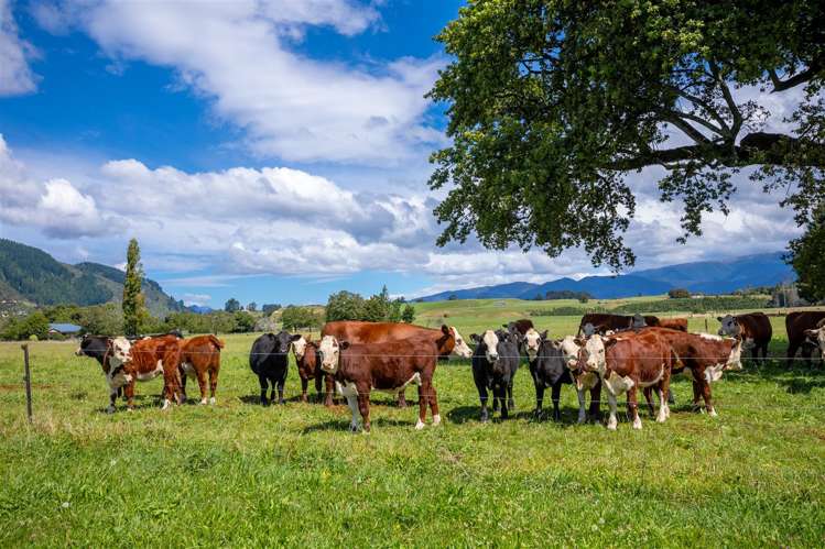 Glenview Road Takaka_6