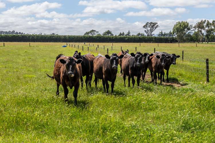 718 Weedons Road Rolleston_19