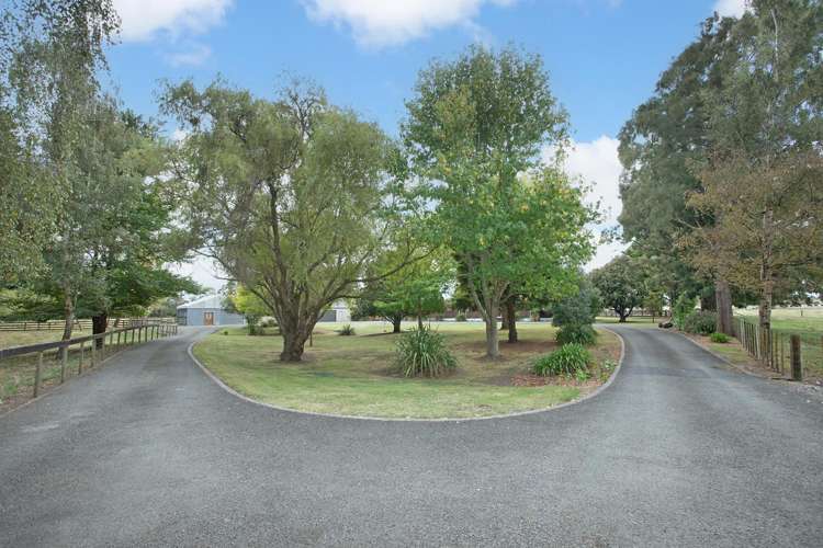 455b State Highway 1 Bulls_29