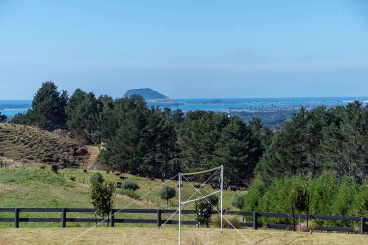 349A Whakamarama Road Whakamarama_12
