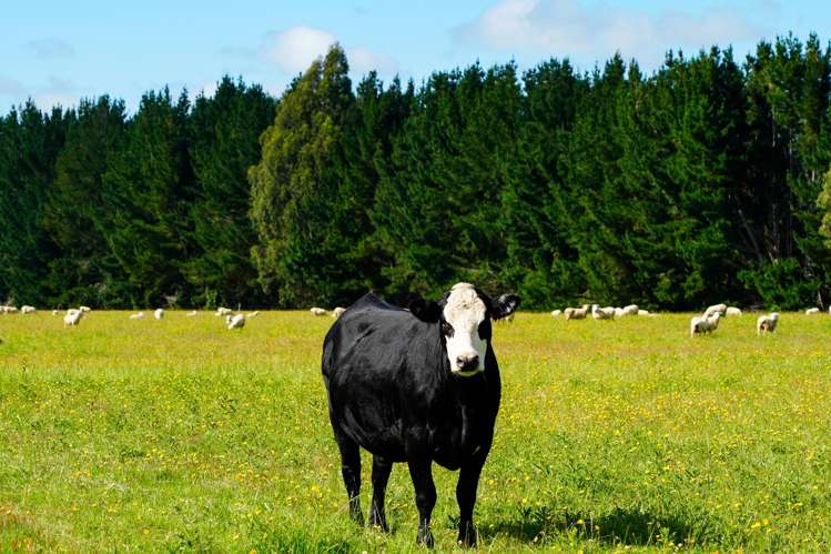 125 Tomogalak Road Ardlussa_18