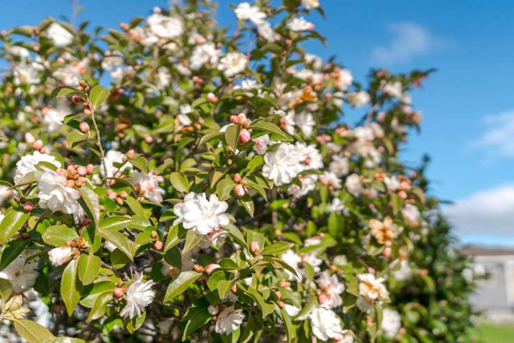 29 Cockburn Street Kuripuni_22