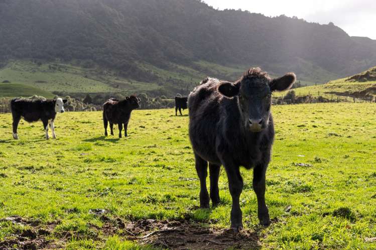 200a Moanui Road Matawai_21