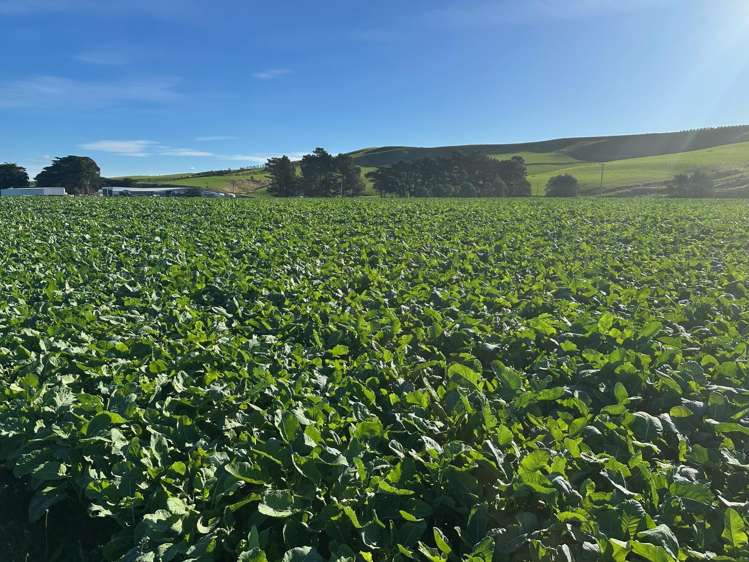 46 Clarkes Road, Glenledi Milton_15