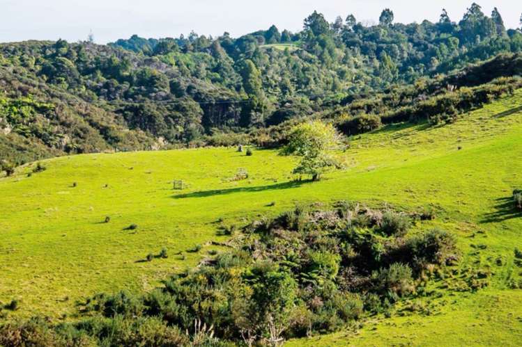 126 Richards Road Dairy Flat_7