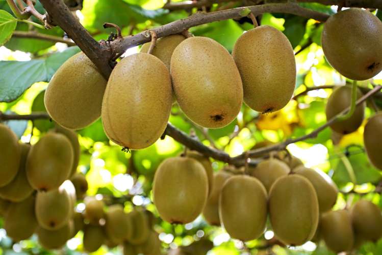 36 Eden Road Pukekohe_8