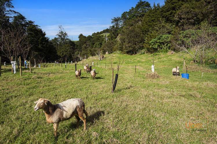 74 Waiparera Road Parua Bay_12