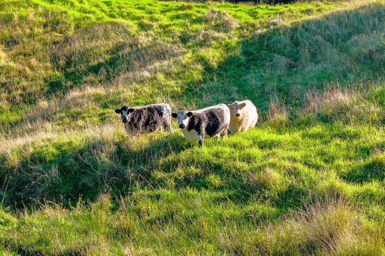 61A Porter Road Paparoa_14