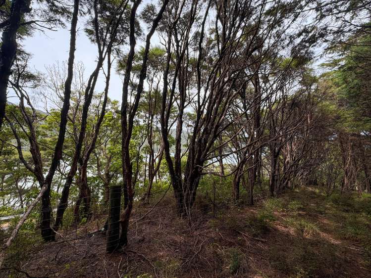 Kenepuru Head Marlborough Sounds_12