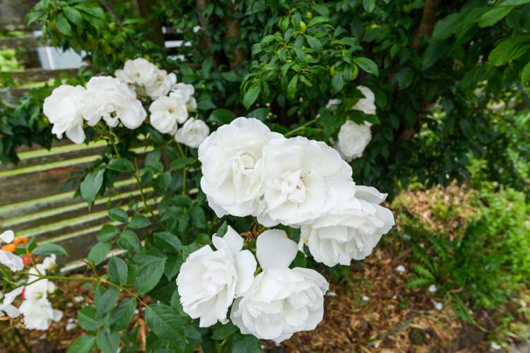 23 Mountfort Grove Feilding_23